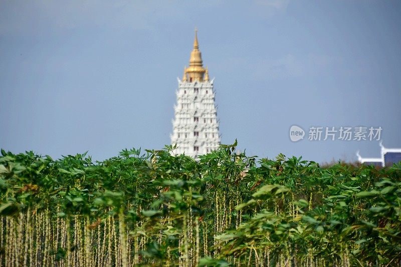 热带植物和Wat Yansangwararam寺庙建筑群，泰国芭堤雅